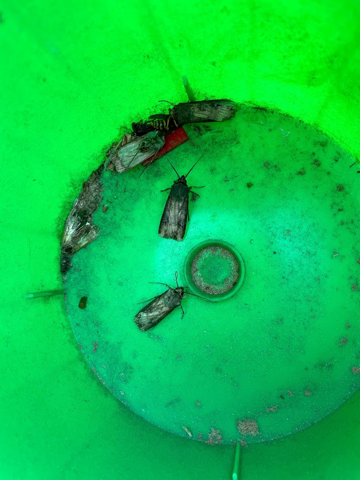 Black cutworm in trap.